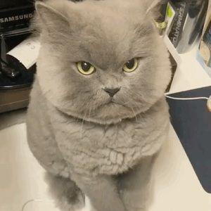 Meet your Posher, Liang